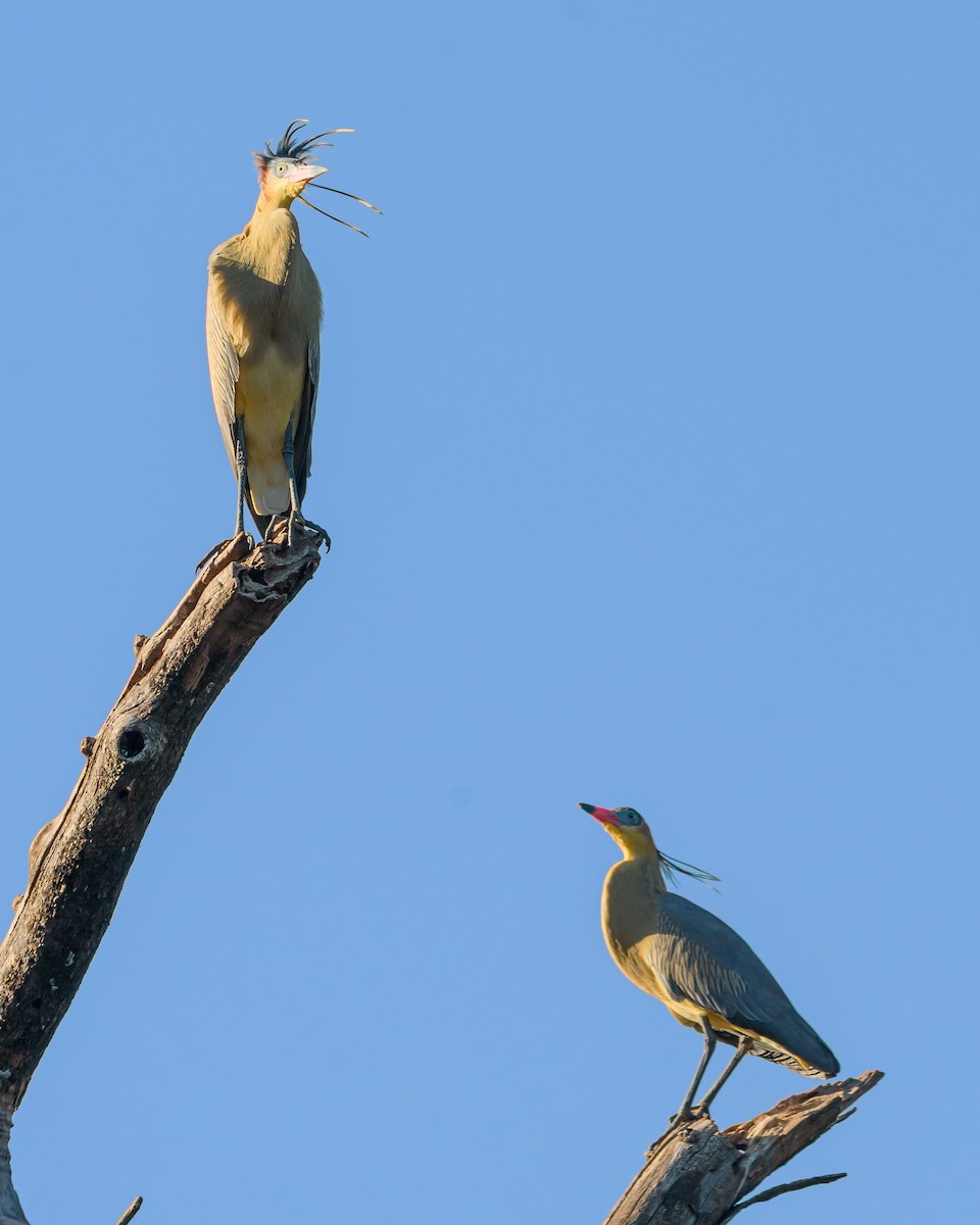 Whistling Heron - ML641734896