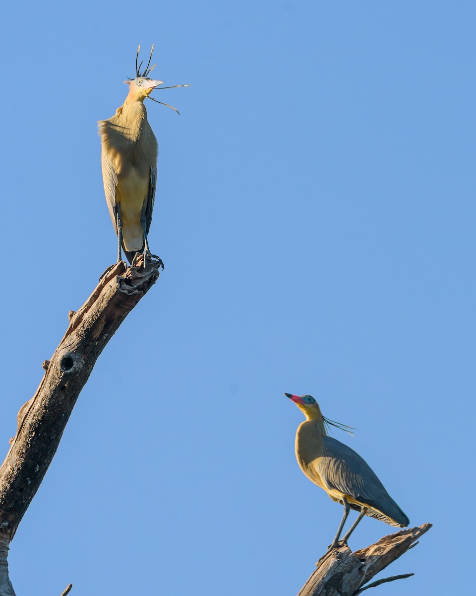 Whistling Heron - ML641734897