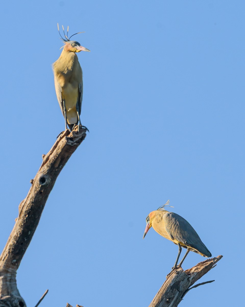 Whistling Heron - ML641734898
