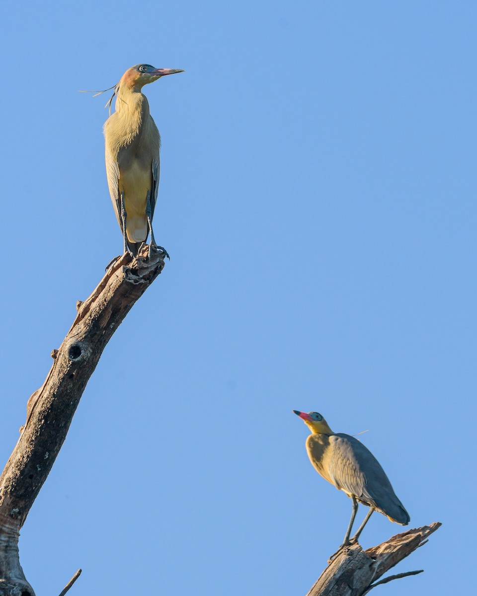 Whistling Heron - ML641734899