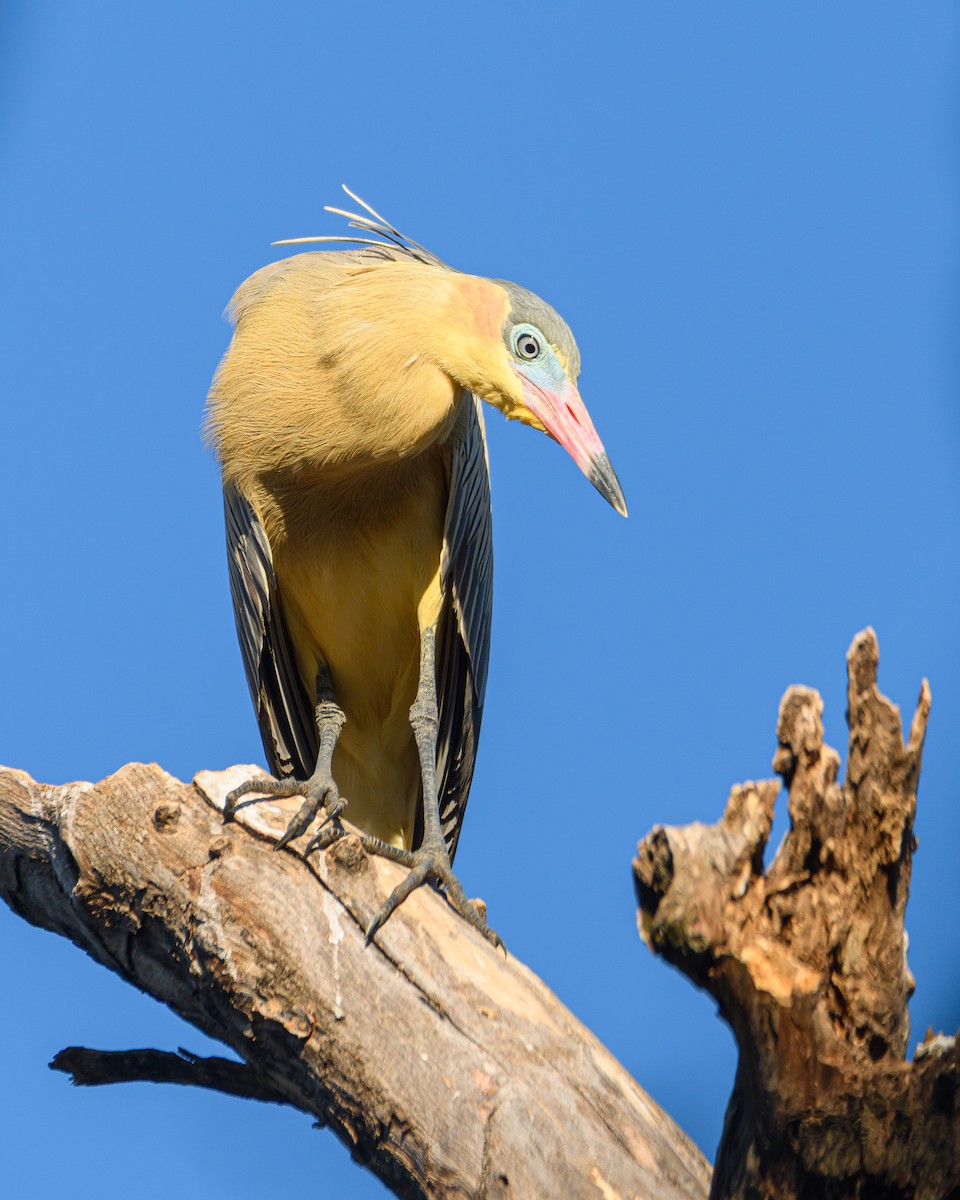 Whistling Heron - ML641734900