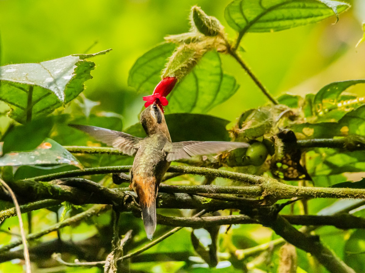 Gray-chinned Hermit - ML641734910
