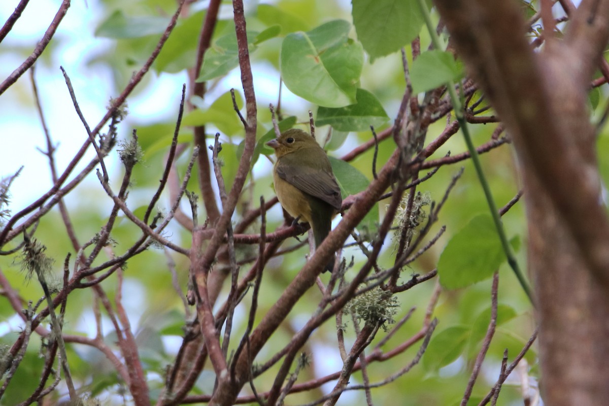 Painted Bunting - ML641734923