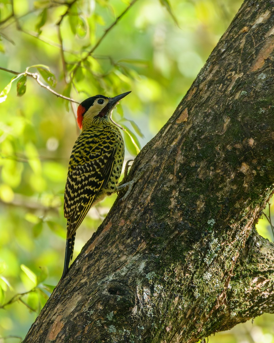 Green-barred Woodpecker - ML641734924