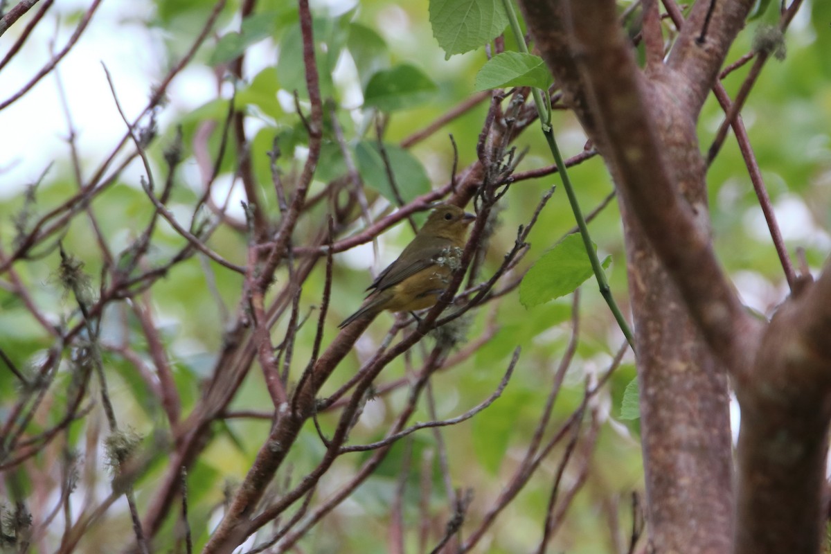 Painted Bunting - ML641734925