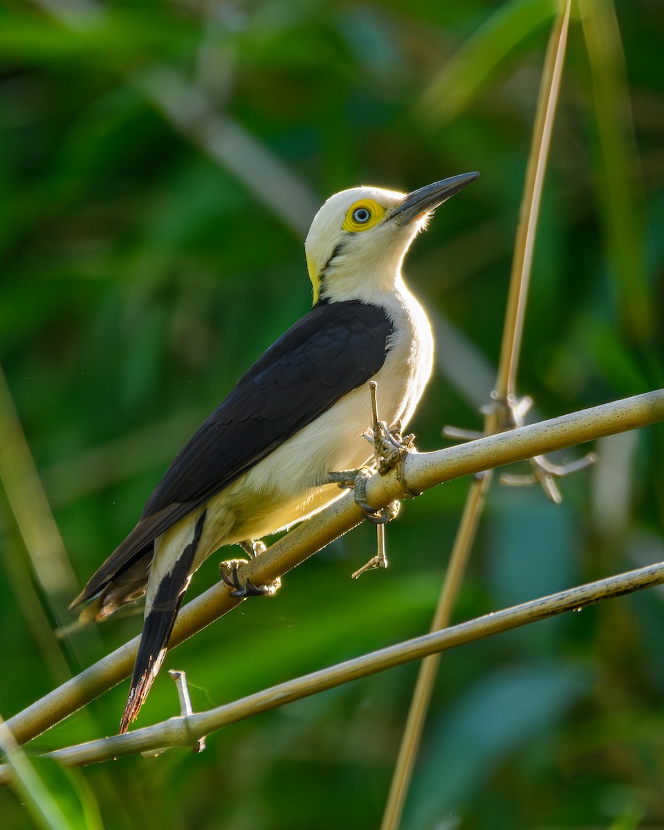 White Woodpecker - ML641734931