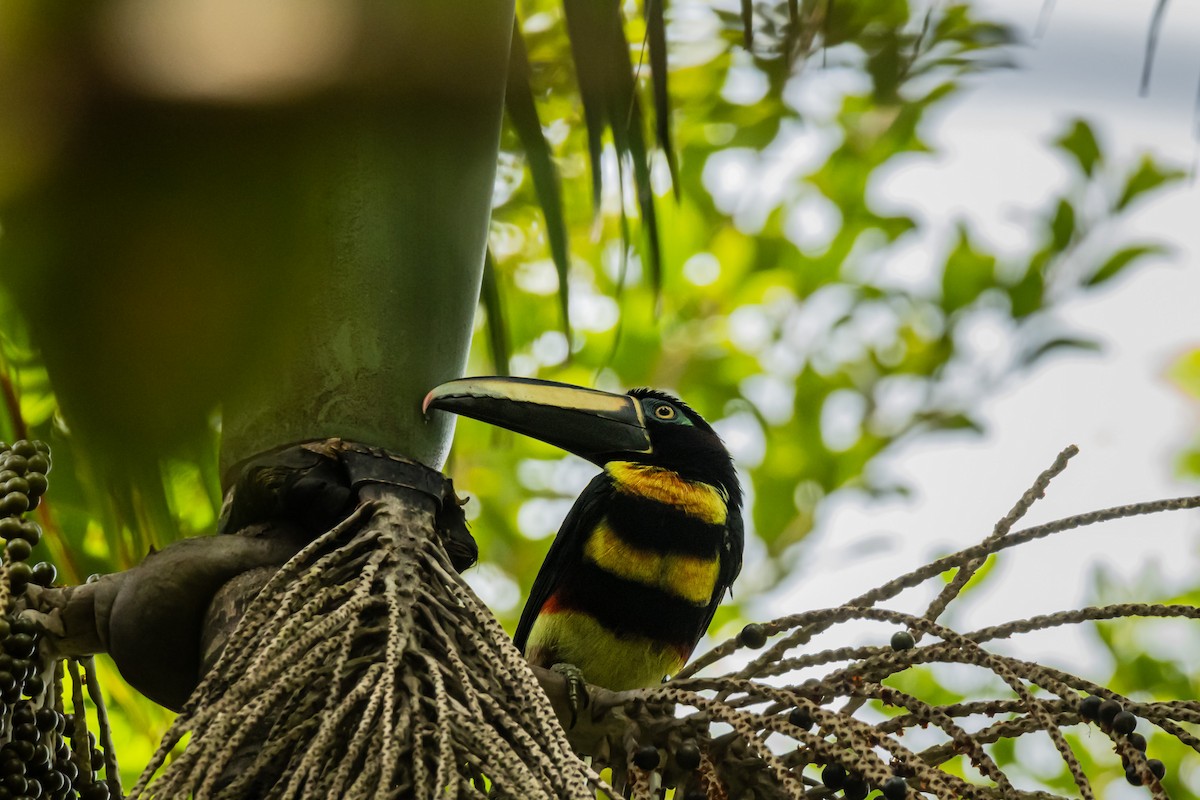 Many-banded Aracari - ML641734946