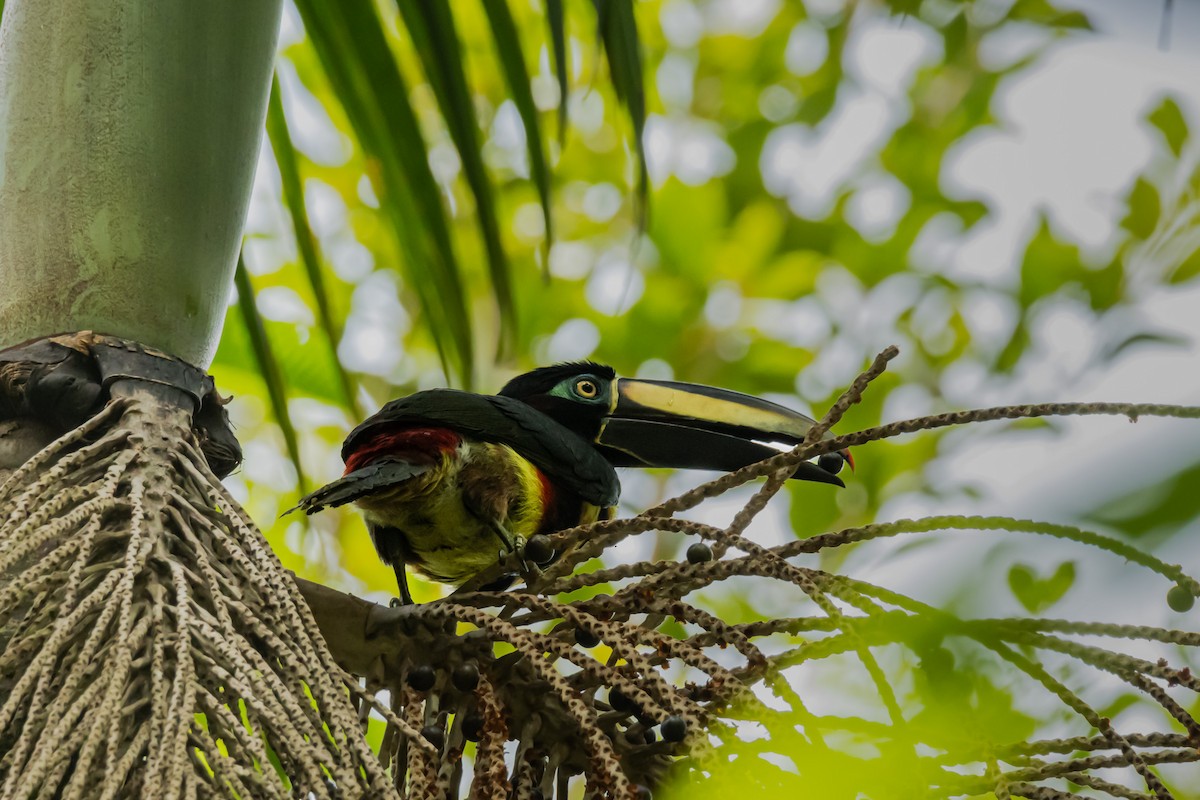 Many-banded Aracari - ML641734947