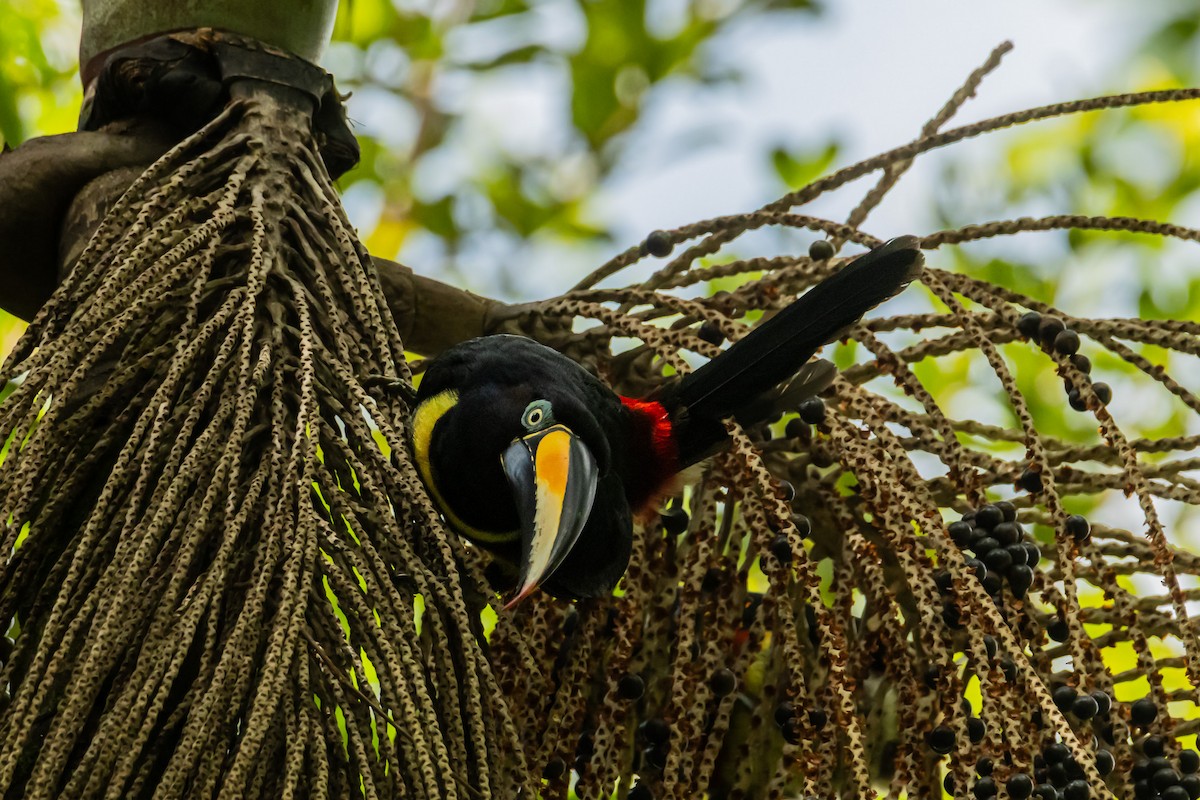 Many-banded Aracari - ML641734950