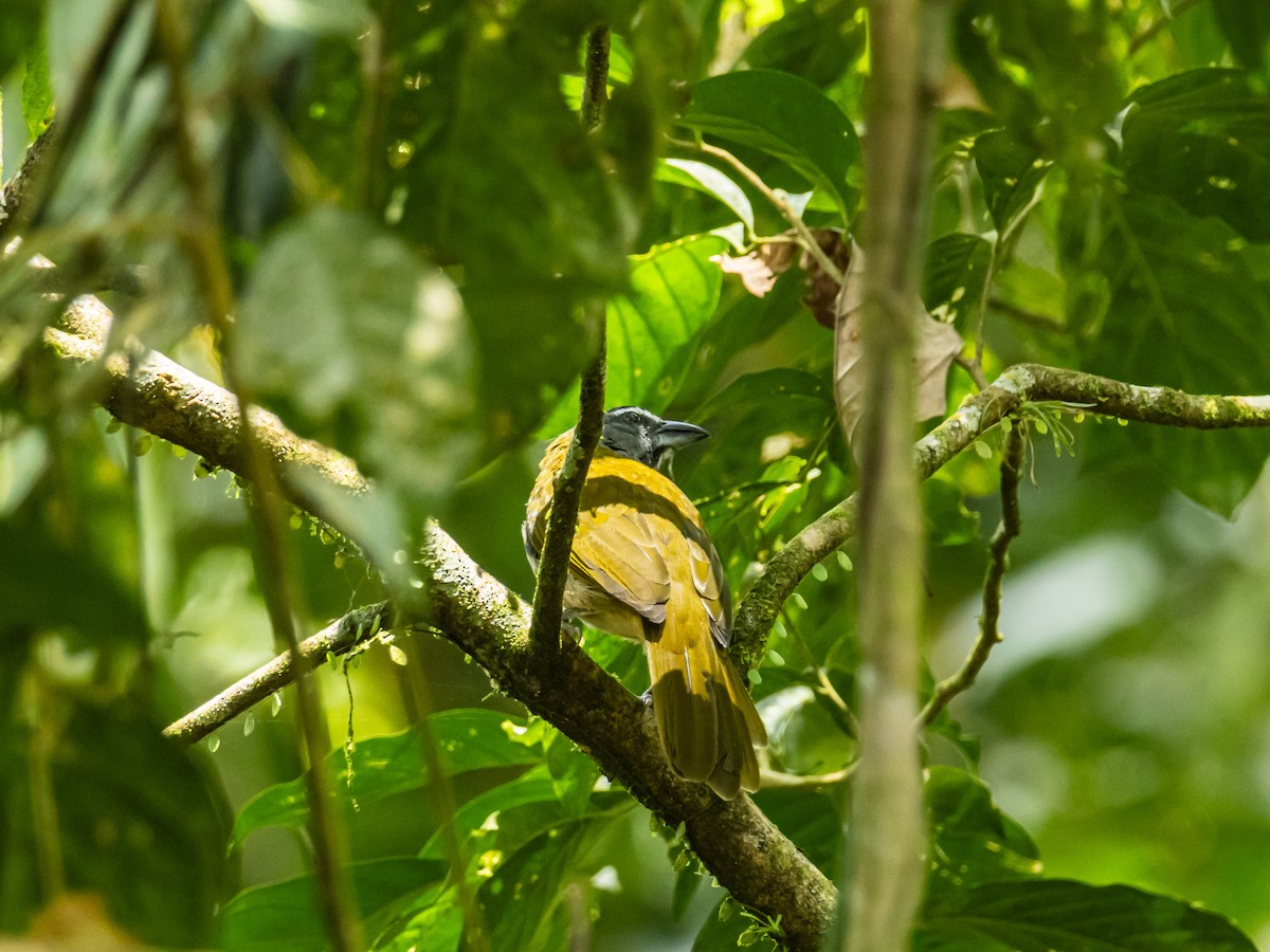 Buff-throated Saltator - ML641734990