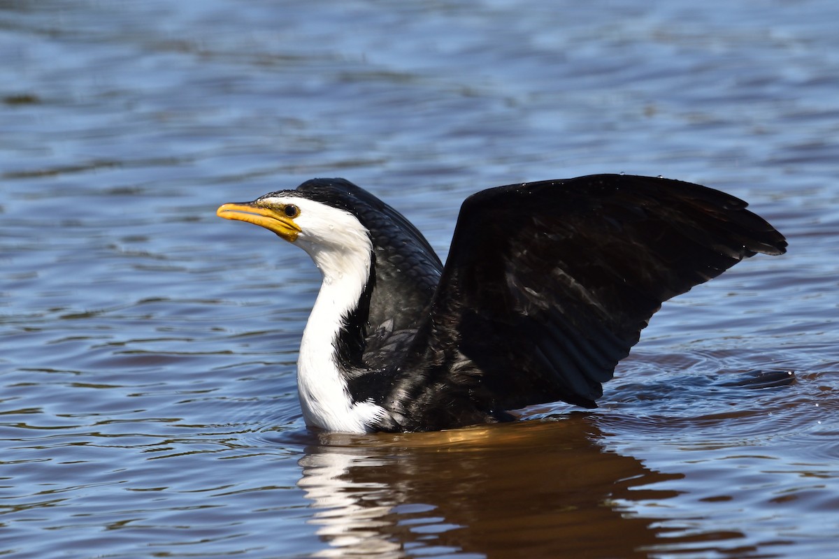 Little Pied Cormorant - ML641735025