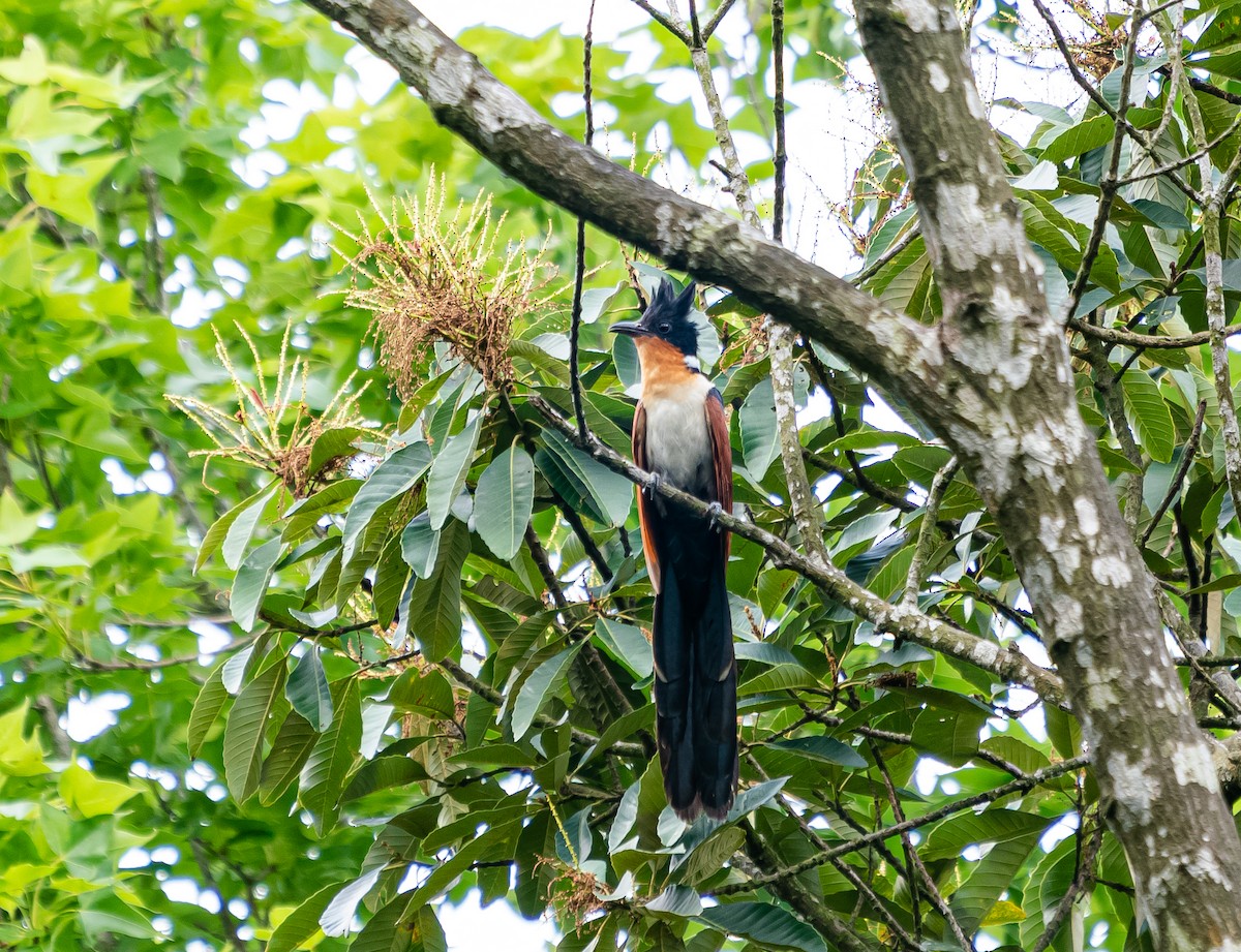 Chestnut-winged Cuckoo - ML641735026