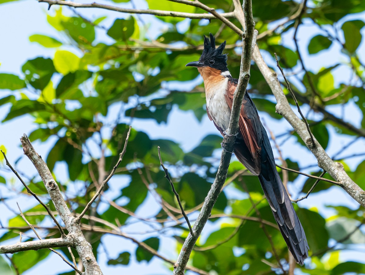 Chestnut-winged Cuckoo - ML641735027