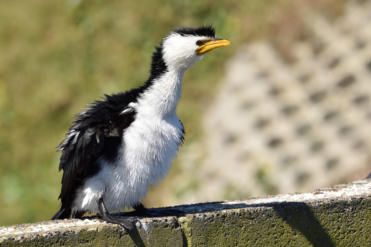 Little Pied Cormorant - ML641735036