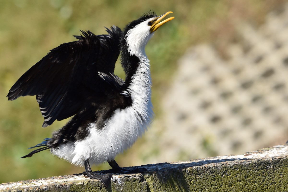 Little Pied Cormorant - ML641735044