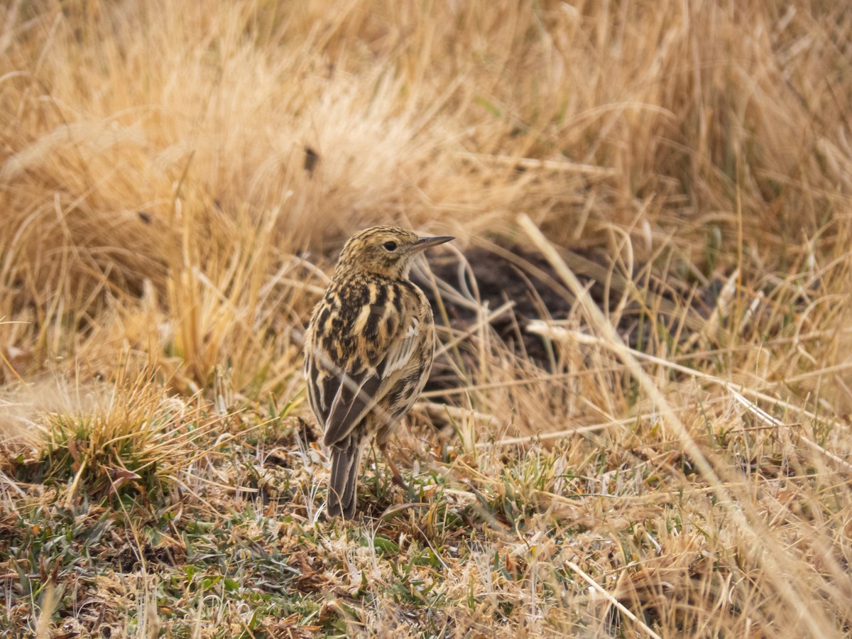 Correndera Pipit - ML641735054