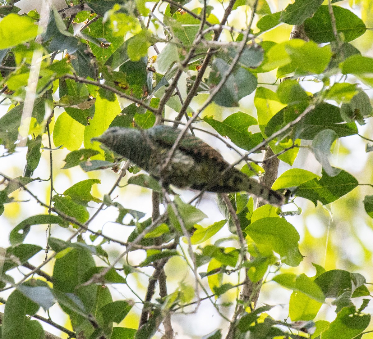 African Emerald Cuckoo - ML641735056