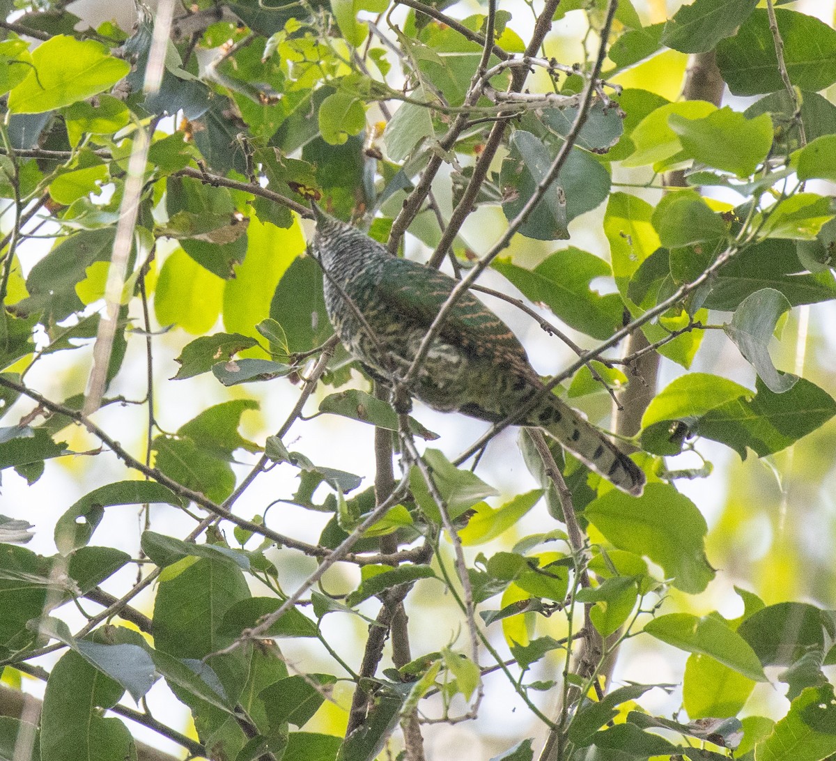 African Emerald Cuckoo - ML641735061