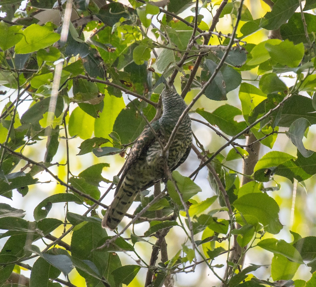 African Emerald Cuckoo - ML641735064