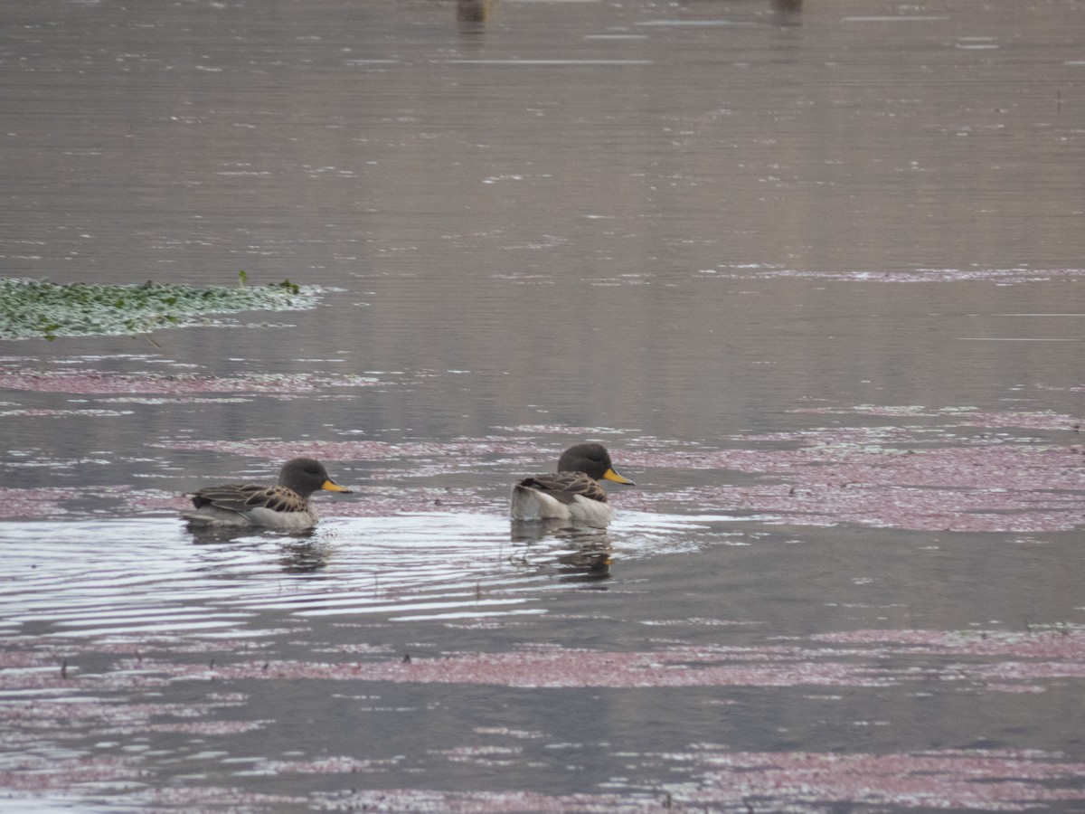 Yellow-billed Teal - ML641735068