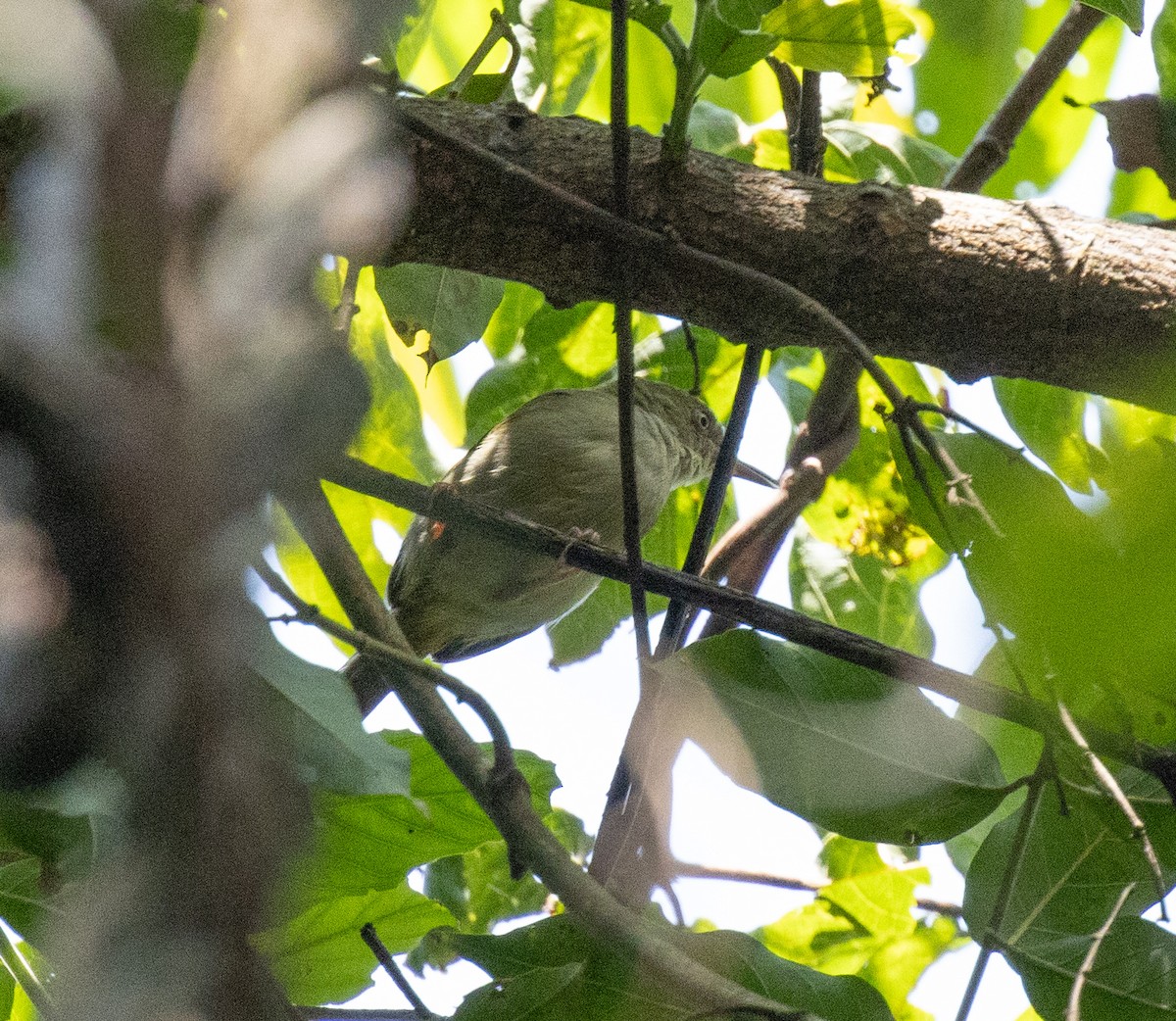 Gray Longbill - ML641735074