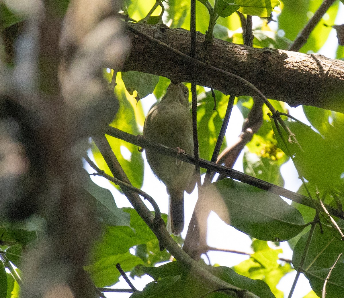 Gray Longbill - ML641735081