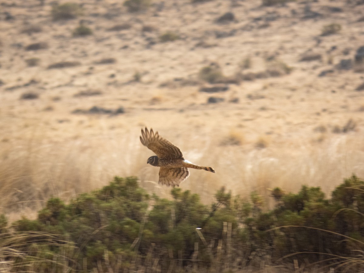 Cinereous Harrier - ML641735102