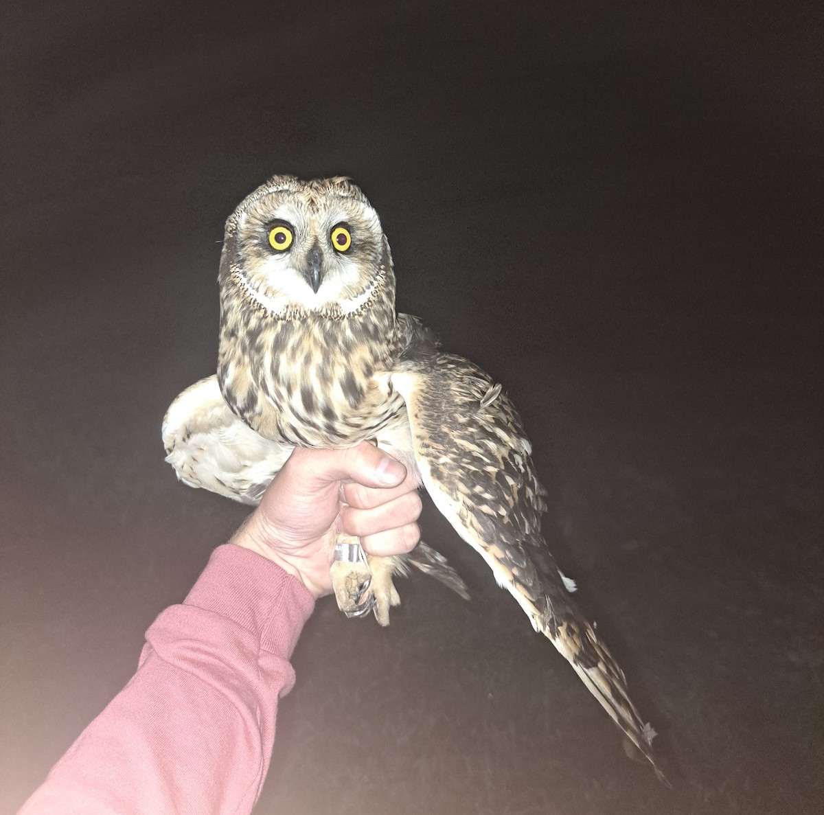 Short-eared Owl - ML641735115