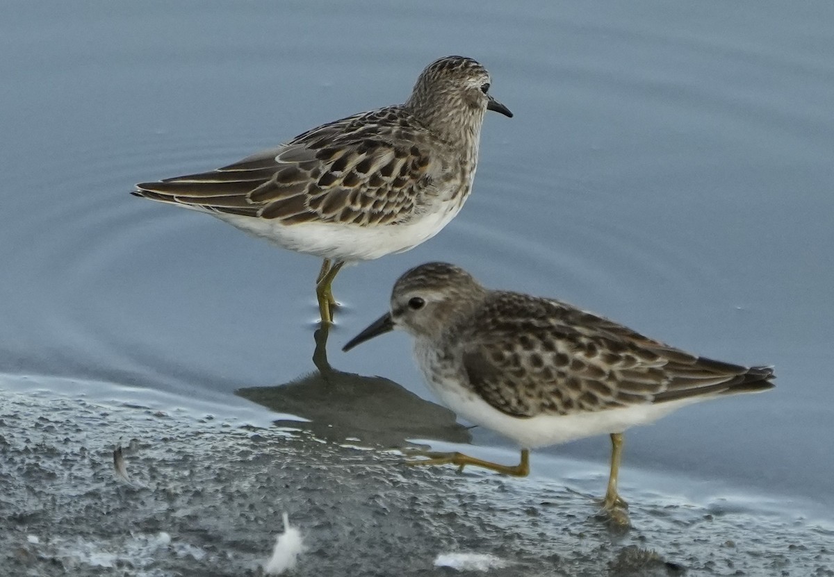Least Sandpiper - ML641735137