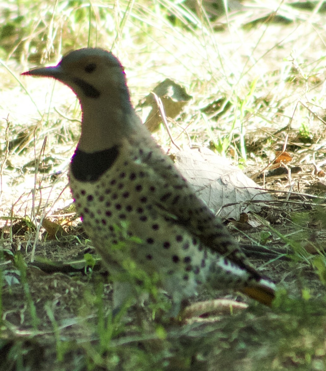 Northern Flicker - ML641735177