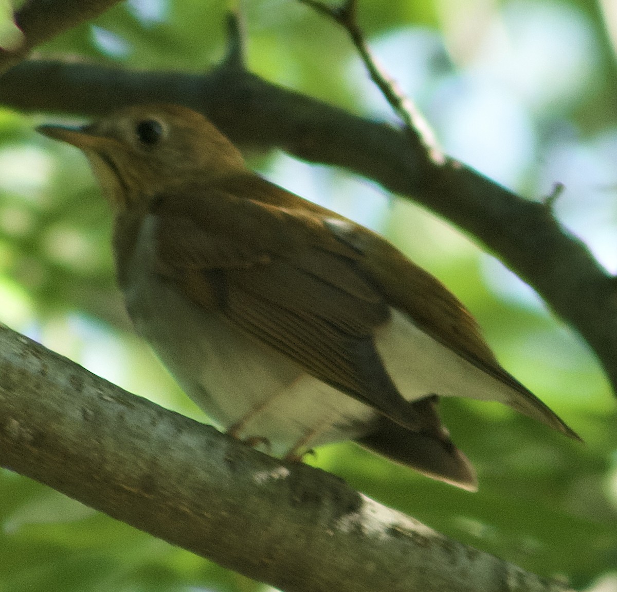 Veery - ML641735183