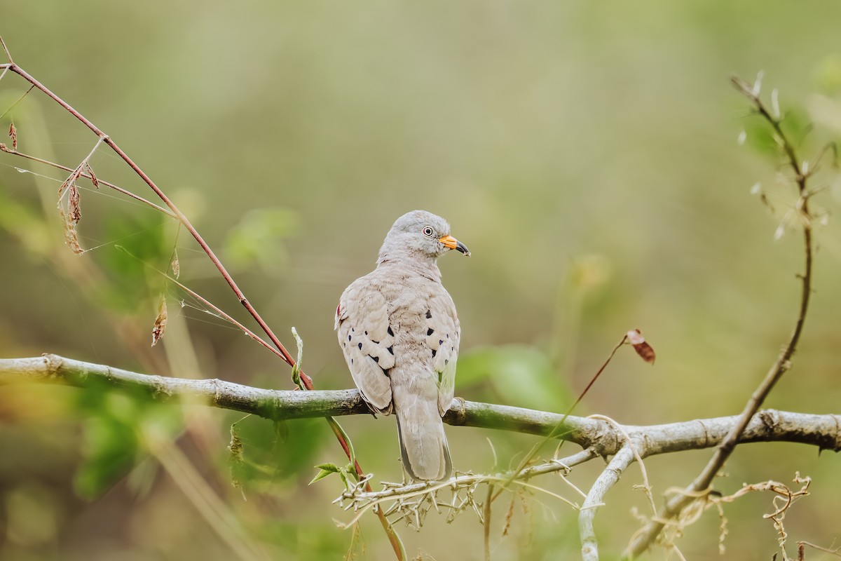 Croaking Ground Dove - ML641735188