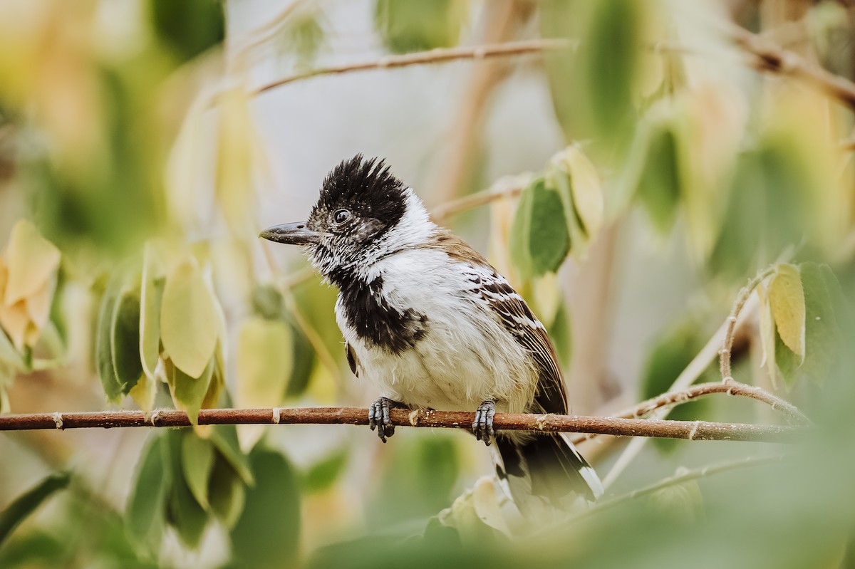 Collared Antshrike - ML641735215