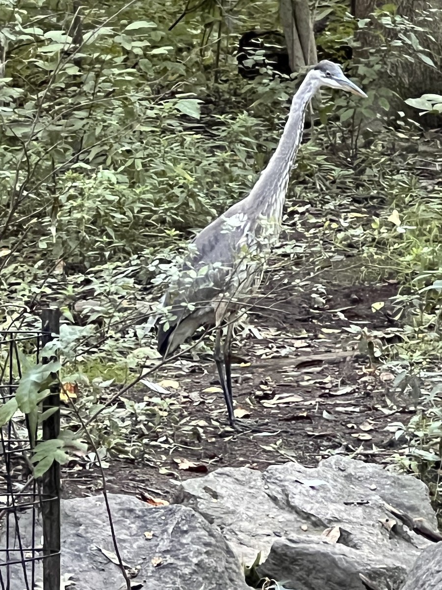 Great Blue Heron - ML641735229