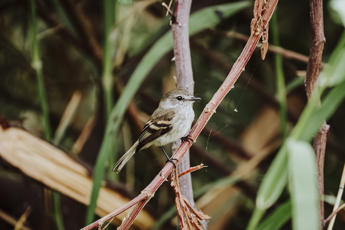 Mouse-gray Flycatcher - ML641735296