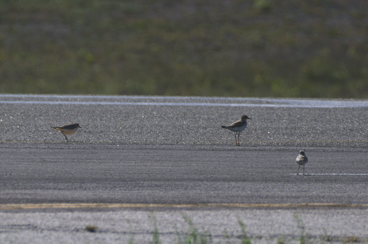 Oriental Plover - ML641735302