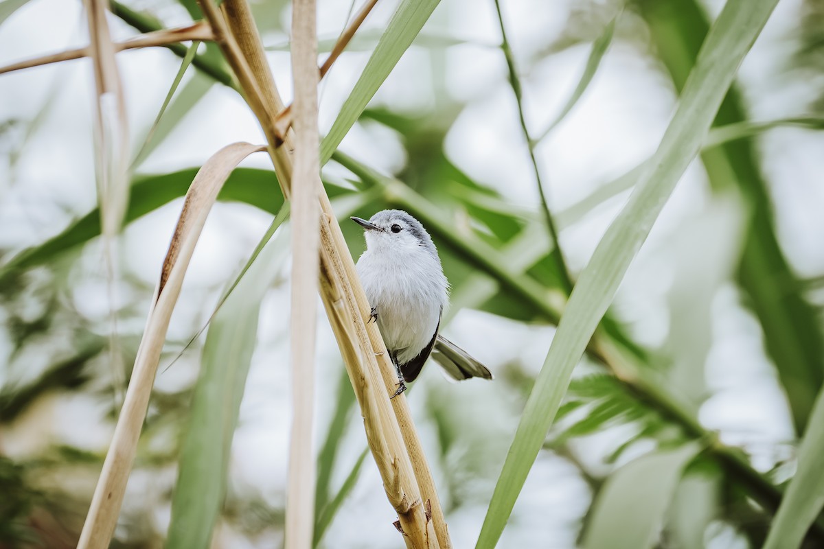 White-browed Gnatcatcher - ML641735303