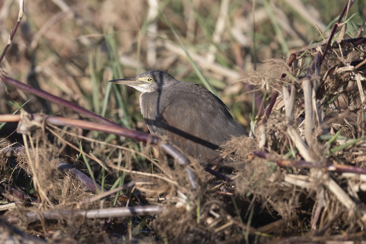 Rufous-bellied Heron - ML641735305