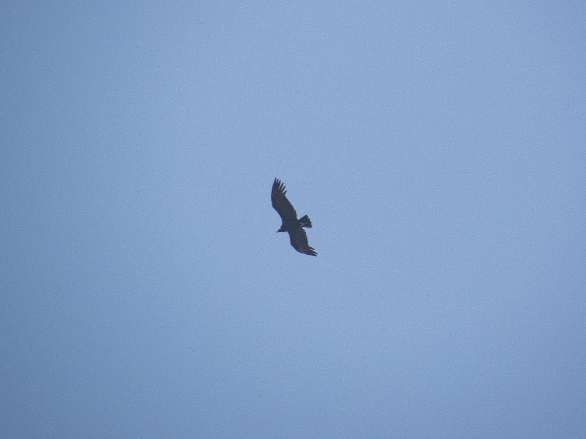 Andean Condor - ML641735311