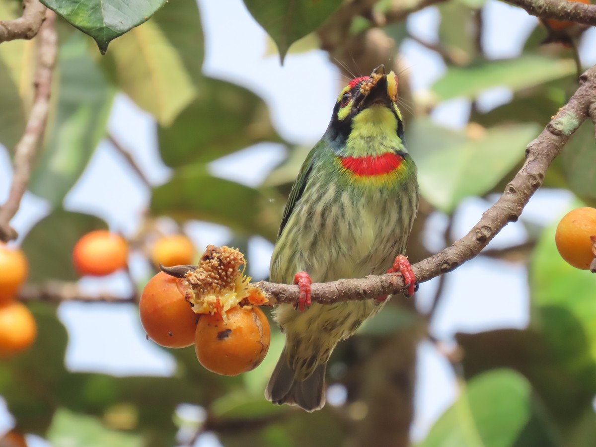 Kupferschmied-Bartvogel - ML641735312