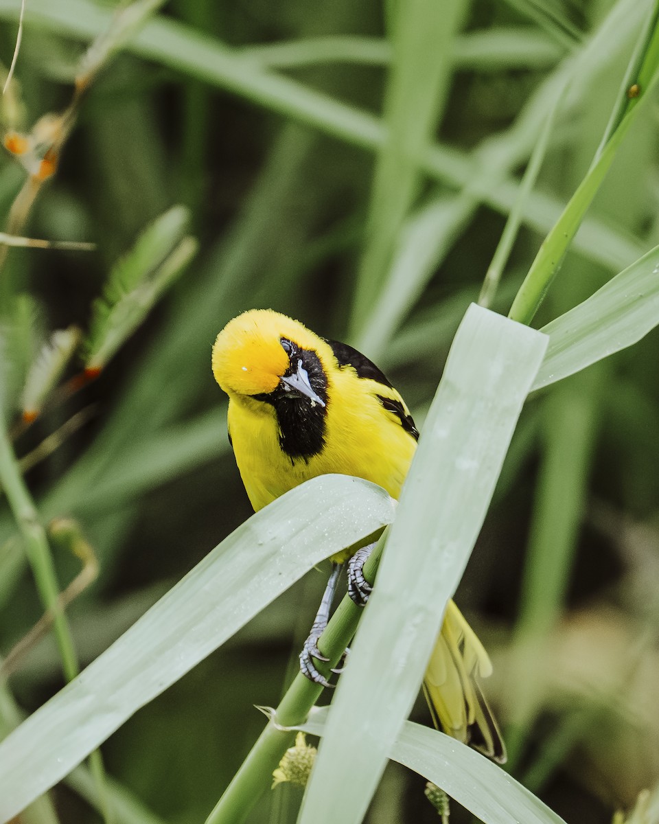 Yellow-tailed Oriole - ML641735319