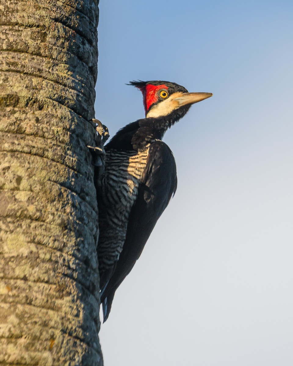 Crimson-crested Woodpecker - ML641735320