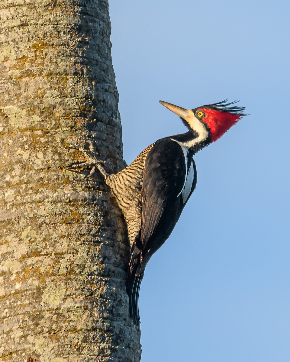 Crimson-crested Woodpecker - ML641735321