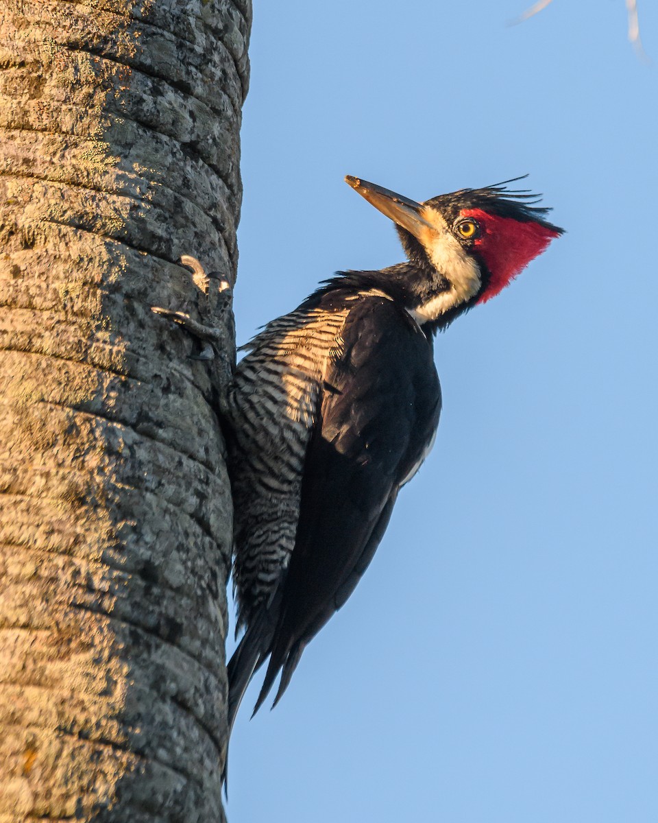 Crimson-crested Woodpecker - ML641735322