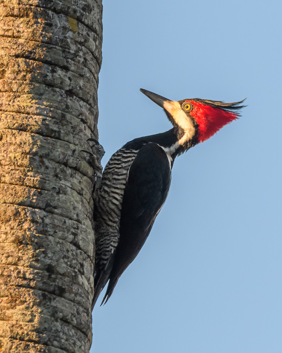 Crimson-crested Woodpecker - ML641735323