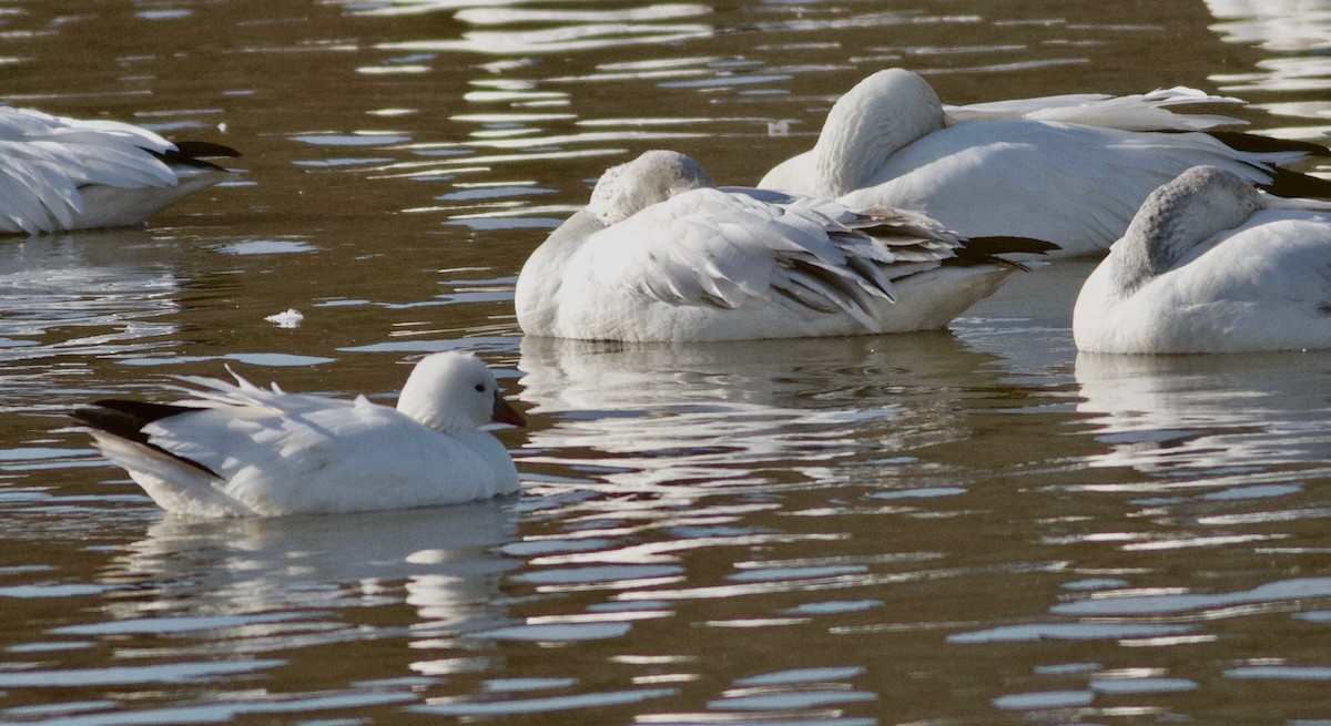 Ross's Goose - ML641735337