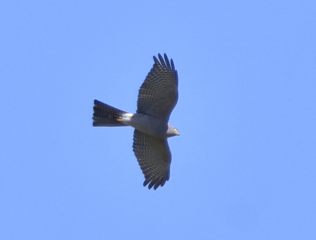 Collared Sparrowhawk - ML641735346