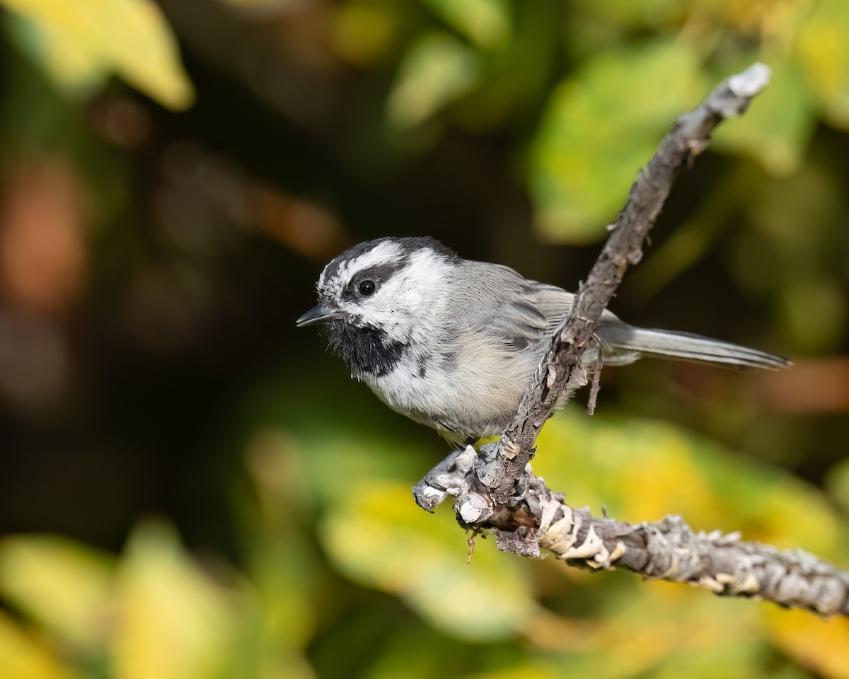 Mountain Chickadee - ML641735368