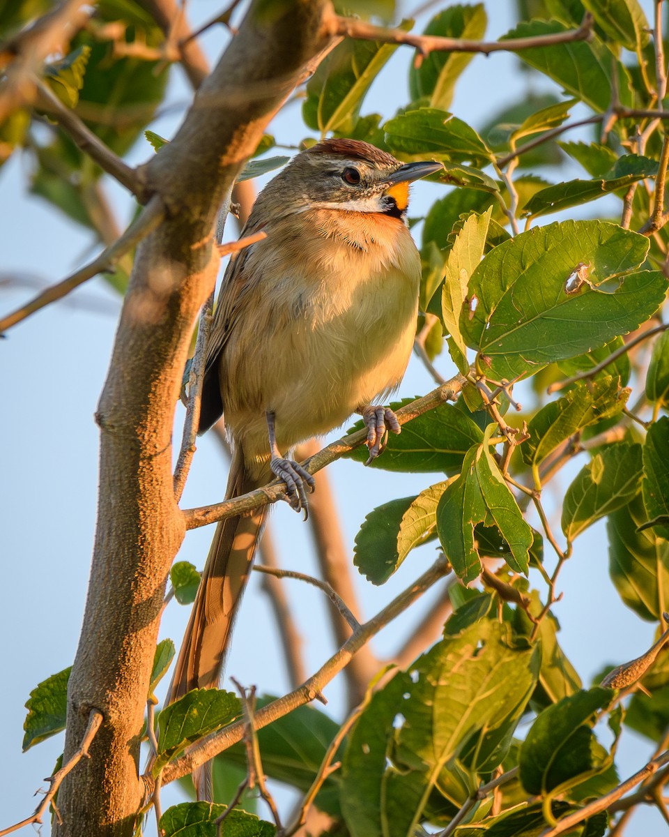 Chotoy Spinetail - ML641735371
