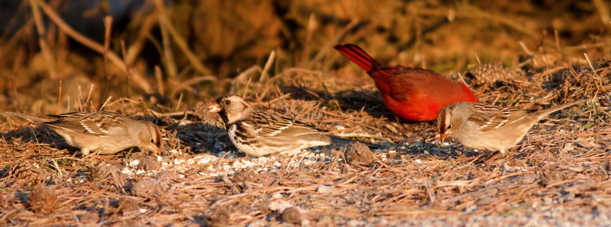 Harris's Sparrow - ML641735395